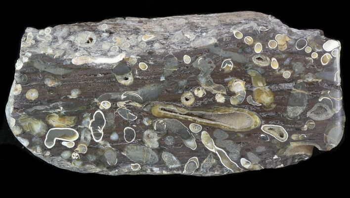 Polished Fossil Teredo (Shipworm Bored) Wood - England #40365